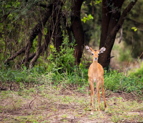 Young impala antelope