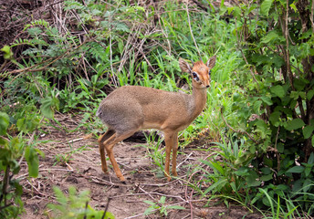 Dik-dik antelope
