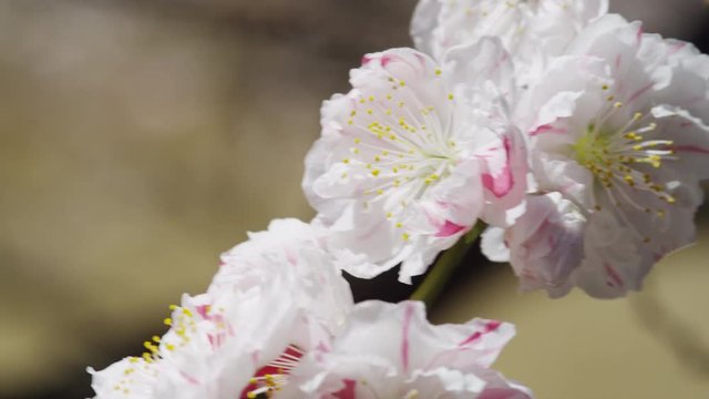 Cherry Blossom in Full Bloom in Tokyo