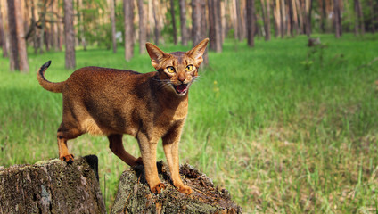 Ruddy abyssinian cat in forest