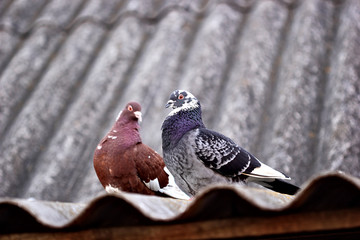A dove sitting. Countryside. Against the blue sky