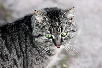 portrait of green eyes funny cat. Yes of cats charming