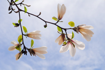 Obraz premium Magnolia Kobus. Blooming tree with white and pink flowers magnolia on a background of blue sky.
