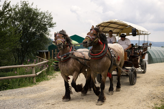 Horse carriage on the farm. Slovakia