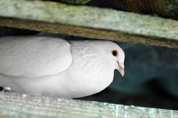A white dove sitting. on rope Closeup