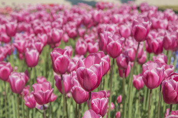 Tulip