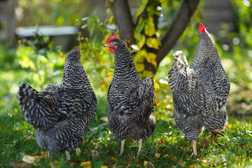 Rooster and chickens in a garden on a background of green grass.