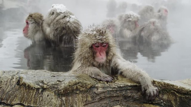 The Japanese Macaque (Snow) Monkeys enjoying a bath in the Onsen of Jigokudani Yaenkoen 