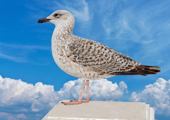 Obraz premium Marine gull