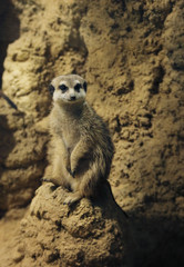 meerkat, suricate