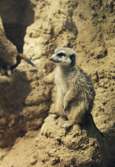 meerkat, suricate