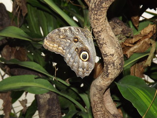 A night butterfly