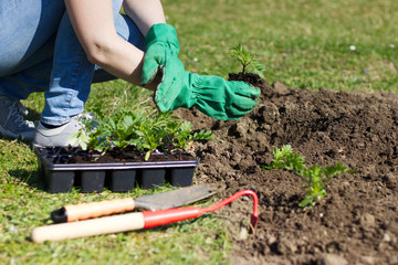 woman with green gloves planted in a bed of small seedling, gardening in a spring.