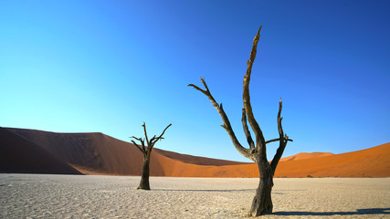 Dead Camel Thorn Trees in Deadvlei, Sossusvlei Namib-Naukluft National Park, Namibia