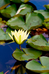 blooming waterlily in pond