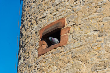 castle tower with pigeon
