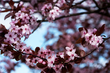 Pink apple blossoms 6