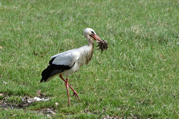 habitat of white stork,Neusiedler See lake,Austria
