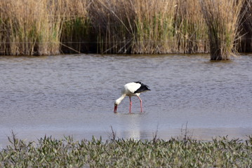 habitat of white stork,Neusiedler See lake,Austria