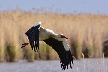 Fototapeta premium white stork in flight,Neusiedler See lake,Austria