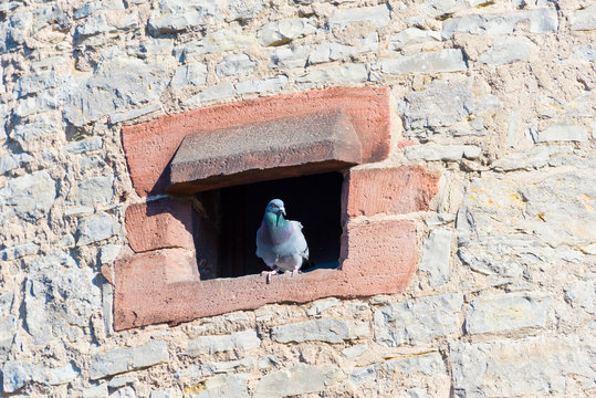 castle tower with pigeon