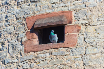 castle tower with pigeon