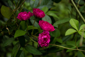 four beautiful flowers rose color