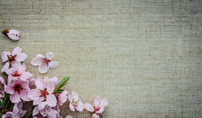 Розовые цветы персикового дерева на фоне льняного полотна. Признание в любви © Maryna Konoplytska
