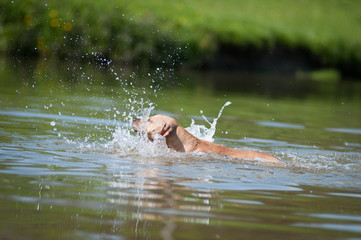 Obraz premium Beige pitbull terrier running out from water