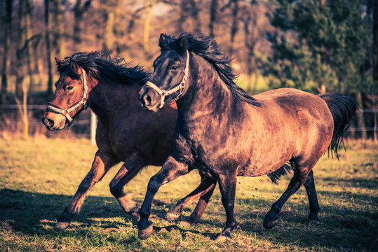 Two Happy Hucul Pony Horses running together.