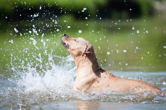 Beige Pitbull Terrier Running Out From Water