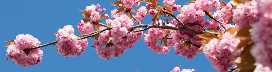Fototapeta premium long banner with pink Japanese cherry branch over blue sky