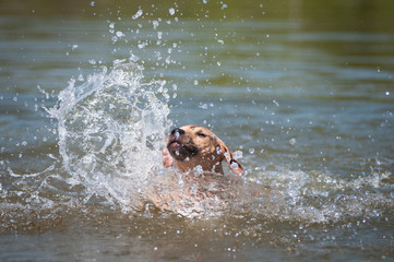 Beige pitbull terrier running out from water