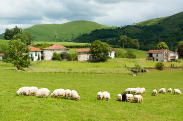 Landschaft mit Schafen, Häusern und Bergen in den Pyrenäen, Frankreich