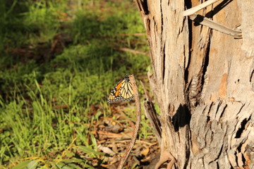 Monarch Butterfly