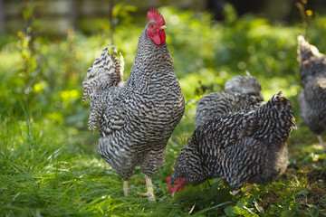 Rooster and chickens in a garden on a background of green grass.