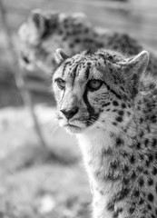 Cheetah portait