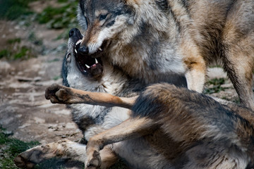 Fighting wolves