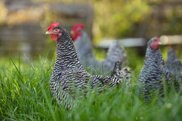 Сhickens in the garden on a background of green grass and autumn leaves.
