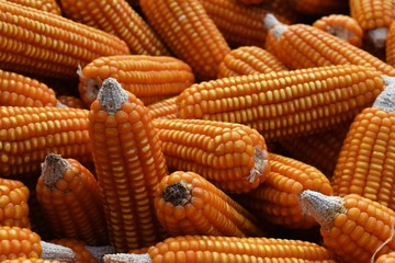 Detail many dry corn for food background