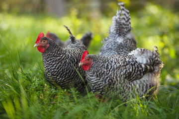 Chickens in a garden on a background of green grass.