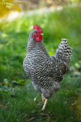 Rooster in the garden on a background of green grass and autumn leaves.