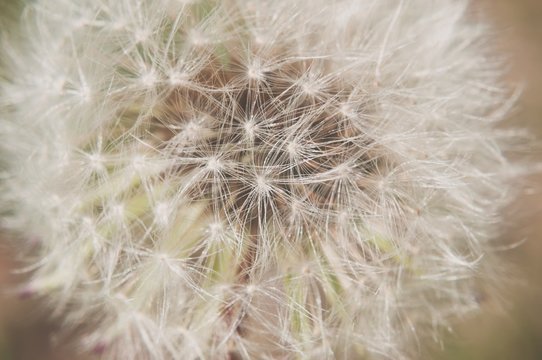 Detail of dandelion with matt effect. Close up shot