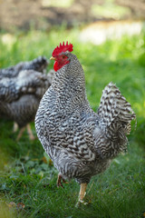 Rooster in the garden on a background of green grass.