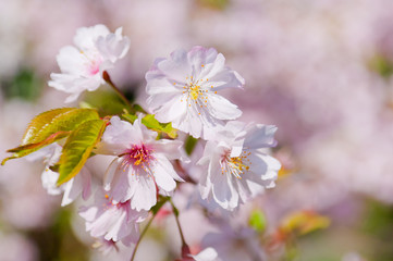 Cherry blossom, Prunus serrulata, full bloom, sakura