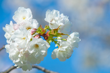 Fototapeta na wymiar Cherry blossom, Prunus serrulata, full bloom, sakura
