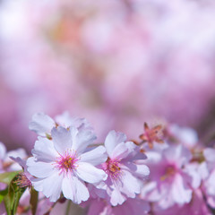 Cherry blossom, Prunus serrulata, full bloom, sakura