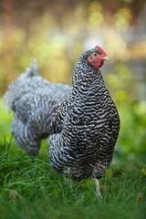 Chicken in a garden on a background of green grass.