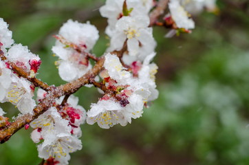 Tender apricot blossom flowers covered with sudden April snow cyclone in Ukraine, shallow depth of field, selective focus