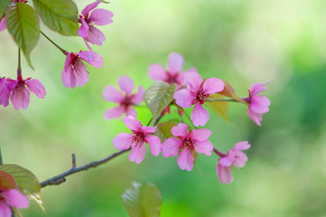 Obraz premium Cherry blossom, Prunus serrulata, full bloom, sakura